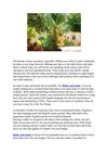 Breezy Belize real estate