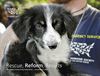 Annual Report for The Humane Society of the United States