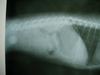UROLITIASIS TECKEL