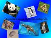 Animales en Extinción