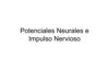 Potenciales Neurales e Impulso Nervioso
