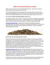 Feminized marijuana seeds 
