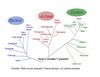 Generalidades Virologia