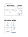 BASES NITROGENADAS