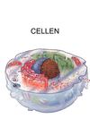 Cellen
