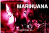 la verdad sobre la marihuana