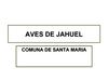 FAUNA: AVES DE LA COMUNA DE SANTA MARÍA