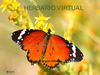 Herbario Virtual