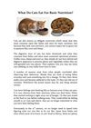 What Do Cats Eat For Basic Nutrition?