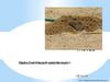 Moles - Digging Their Way to Property Destruction