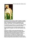 Perro de cuerpo rudo