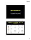anatomia humana