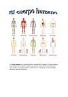 El cuerpo humano