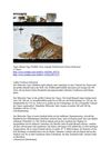 Tiger sibirian Tiger Wildlife Tiere Animals SelMcKenzie Selzer-McKenzie