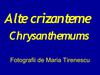 Alte crizanteme - Chrysanthemums