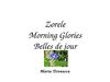 Zorele / Morning Glories / Belles de jour