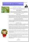 Feuille d'ormes dec 2011