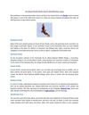 All about Florida birds and its identification steps