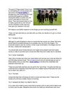 Dashing Tips on Horse Betting