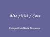 Alte pisici / Cats