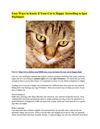 Easy Ways to Know if Your Cat is Happy According to Igor Purlantov