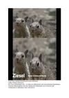 Ziesel Tiere Animals SelMcKenzie Selzer-McKenzie