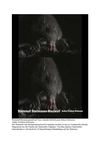 Sternmull Sternnasenmaulwurf Tiere Animals SelMcKenzie Selzer-McKenzie