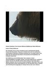 Grizzly Grizzlybear Tiere Animals Wildness SelMcKenzie Selzer-McKenzie