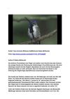 Kolibri Tiere Animals Wildness SelMcKenzie Selzer-McKenzie