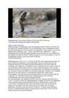 Schlammspringer Tiere Animals Wildness SelMcKenzie Selzer-McKenzie