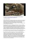 Rüsselspringer Elefantenrüsselmaus Tiere Animals SelMcKenzie Selzer-McKenzie