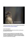 Laubenvogel Hüttengärtner Vogel Tiere Animals SelMckenzie Selzer-McKenzie