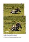 Zebra Wildness Tiere Animals SelMcKenzie Selzer-McKenzie