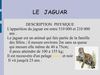 le jaguar melvin et emile