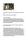 Rotschnabel-Tropikvogel Animals Tiere Natur SelMcKenzie Selzer-McKenzie