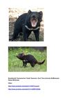 Beutelteufel Tasmanischer Teufel Tasmania Devil Tiere Animals SelMckenzie Selzer-McKenzie