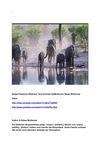 Elefant Elephant Wildness Tiere Animals SelMcKenzie Selzer-McKenzie