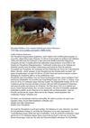 Flusspferd Wildness Tiere Animals SelMcKenzie Selzer-McKenzie