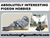 Absolutely Interesting Pigeon Hobbies