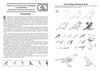 Lista de Aves de Bariloche y sus alrededores