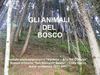 Gli animali del bosco