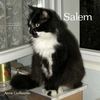 Salem le chat