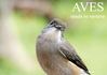 Aves desde mi ventana