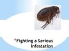 Fleas – Fighting a Serious Infestation