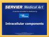 Intracellular_components