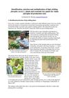 Identification, Selection And Multiplication of High Yielding Jatropha Curcas L. Plants And Economic Key Points for...
