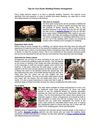 Tips for Your Exotic Wedding Flowers Arrangement