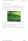 Jatropha Curcas Plantations: About Jatropha Curcas 