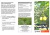 Growing Jatropha: Community Generated Power 