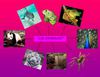 los animales de tu entorno y mas alla